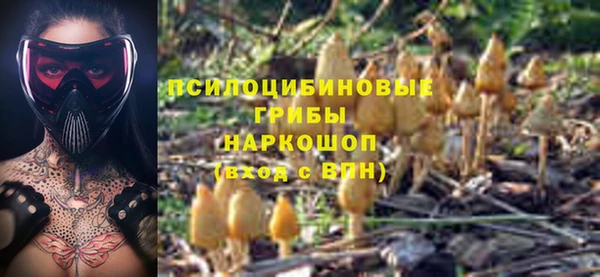 прущие грибы Сясьстрой